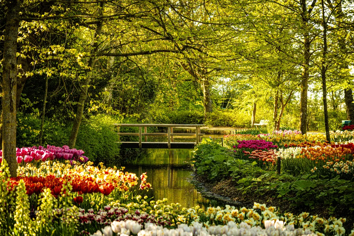 Jardin printanier avec un pont en bois et des fleurs colorées