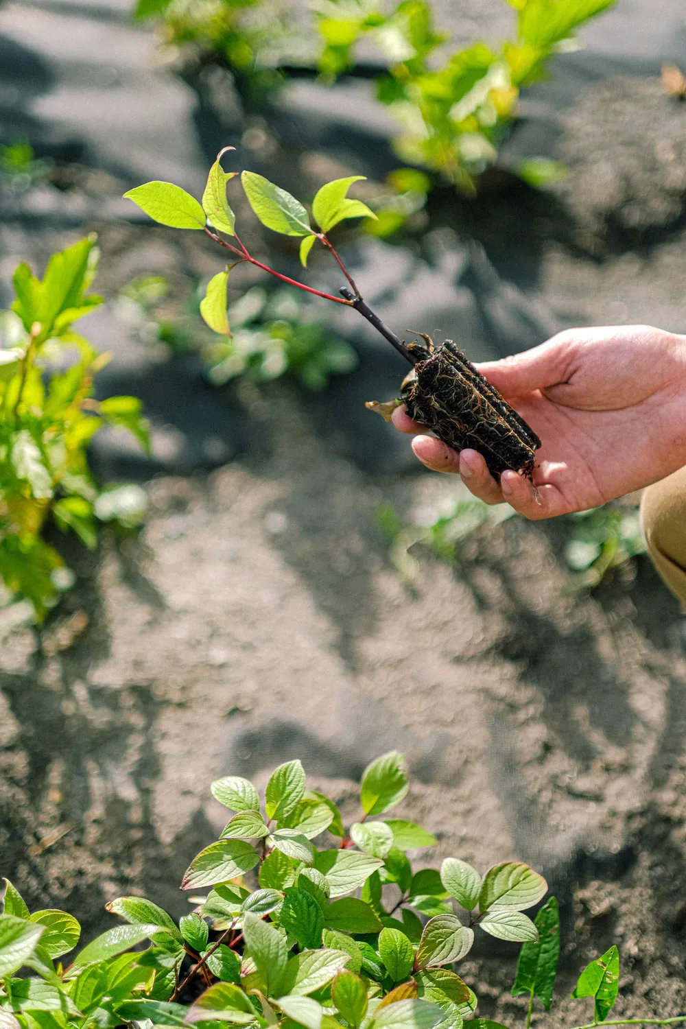 Main tenant un jeune plant en terre, prêt à être planté au potager au printemps