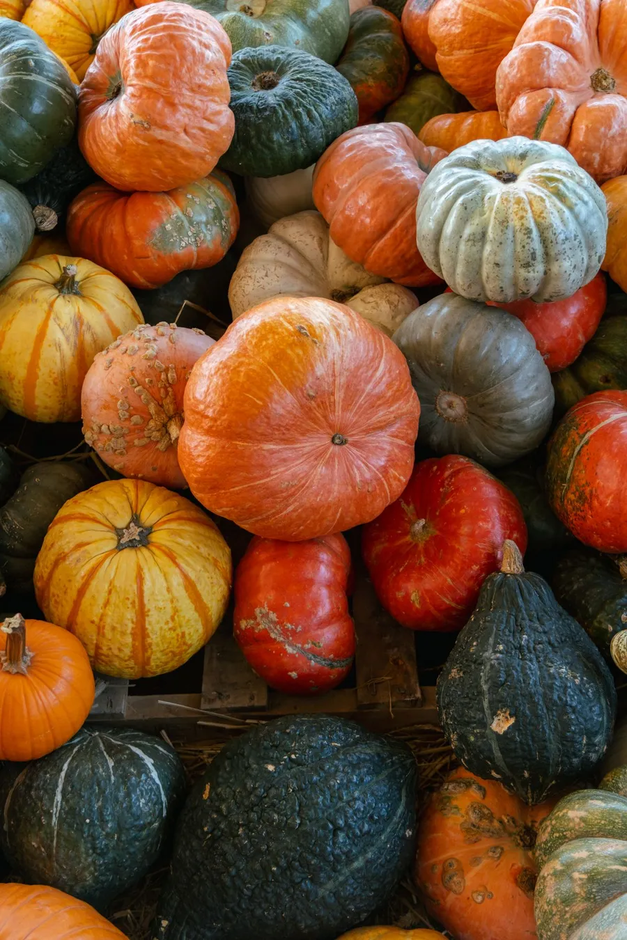 Collection colorée de courges et citrouilles récoltées à l'automne